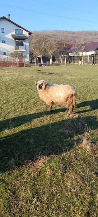 Vând noatin bucalau