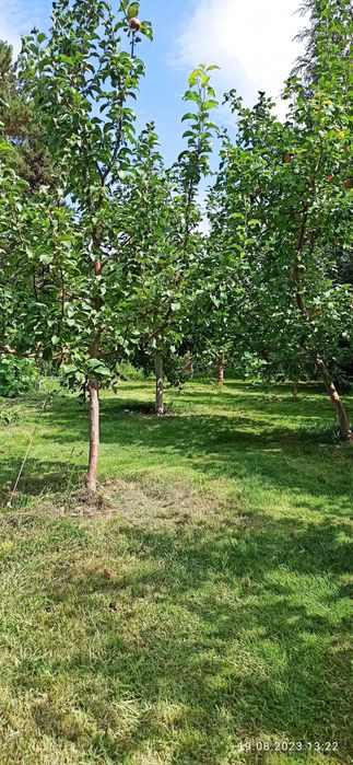 Продам дачу сад Речкнька