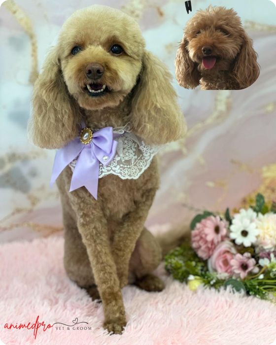 Salon frizerie canină Sector 6 - Grooming