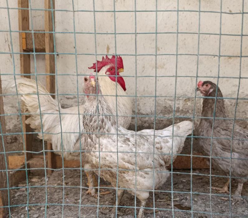 Tovuqlar va Horoz sotaman