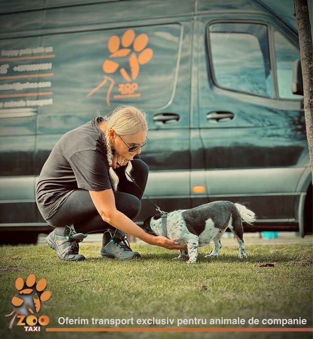 Transport caini si pisici