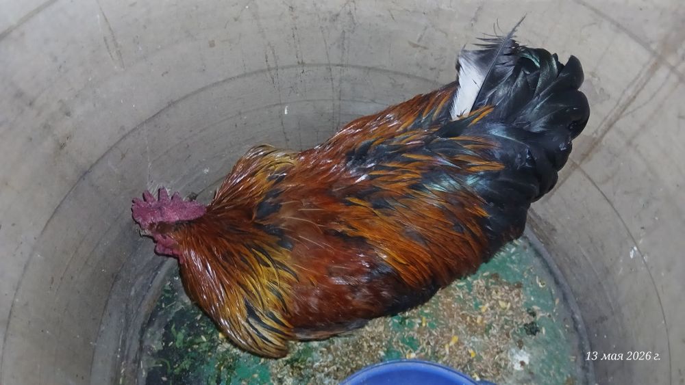 Продам петуха хорошый