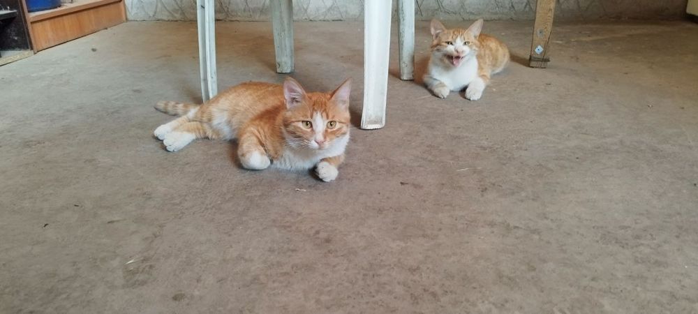 Отдам в хорошие руки