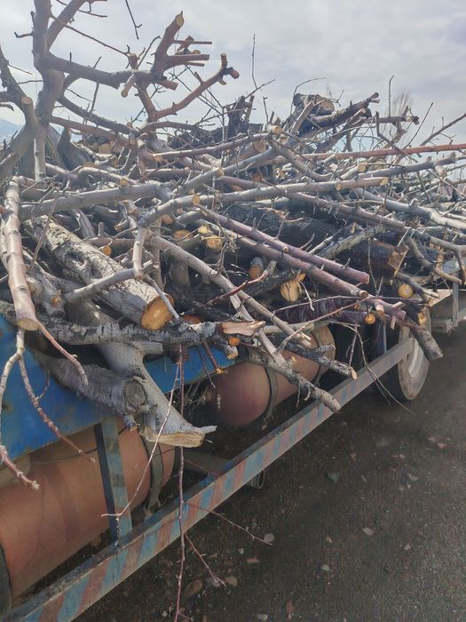 Otinlar katta abyomda shox utin va g'o'la