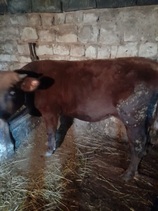 тайынша сатылады