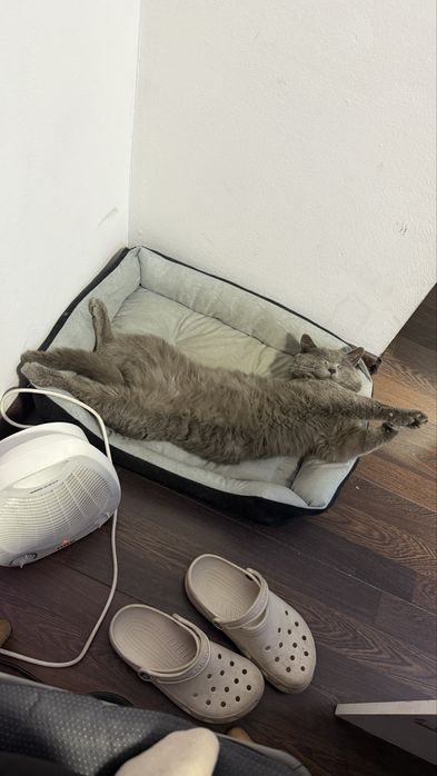 ПРОПАЛ КОТ! Помогите найти