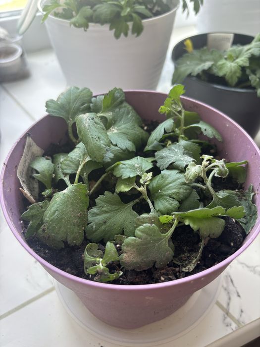 Хризантема. Комнатные цветы.