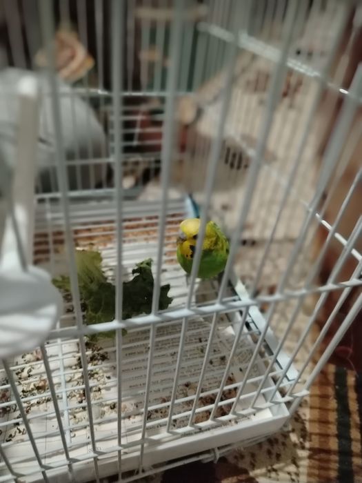 Попугай волнистый