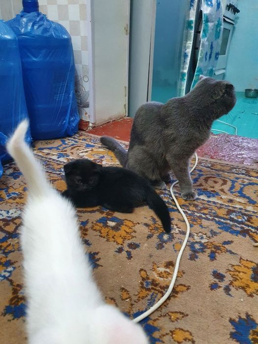 Котята скотиш фолд