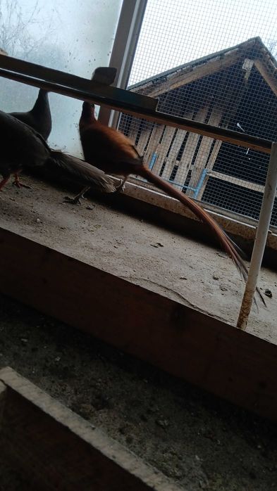 Fazani diferite rase