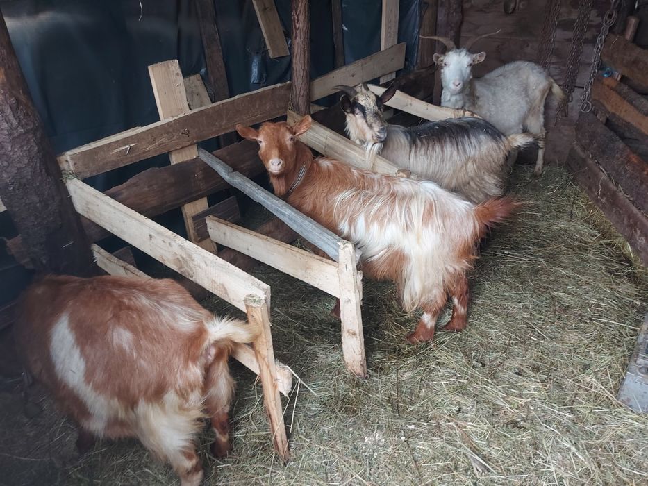 Vând 4 capre cu tap