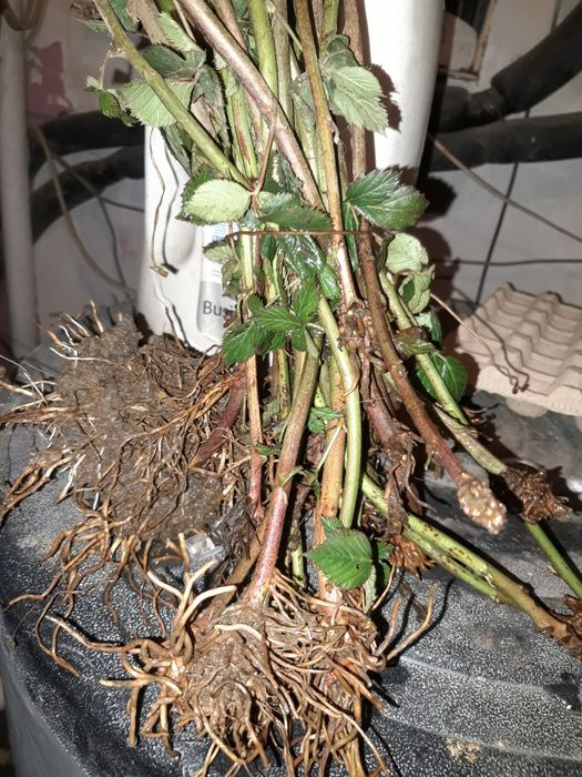 Butași de mur mare și zmeură