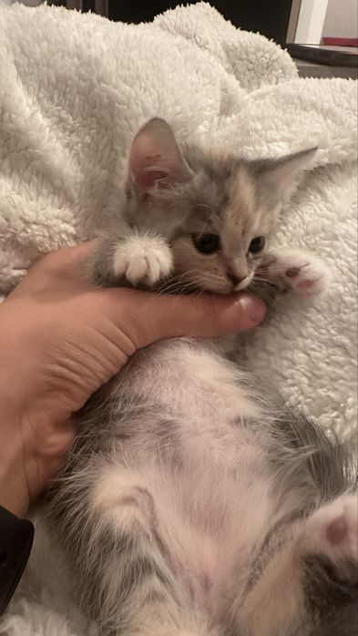 котенок.