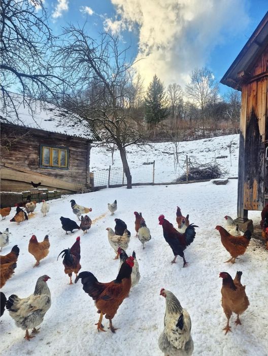 Ouă colorate pentru incubat de casă, fertile