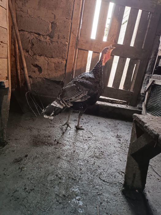 Продам индюков..