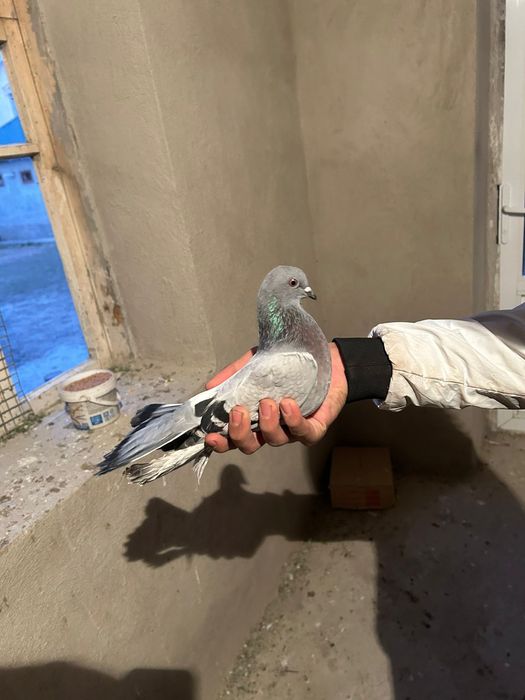 Голуб 6.000 голуби кептер