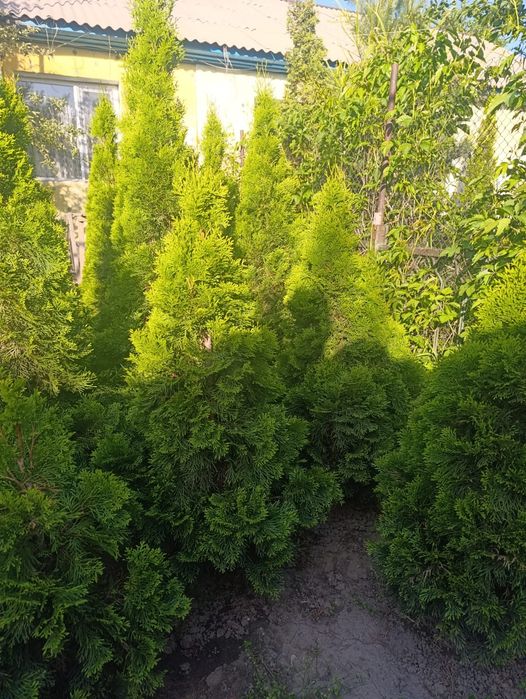 Туя западная смарагд