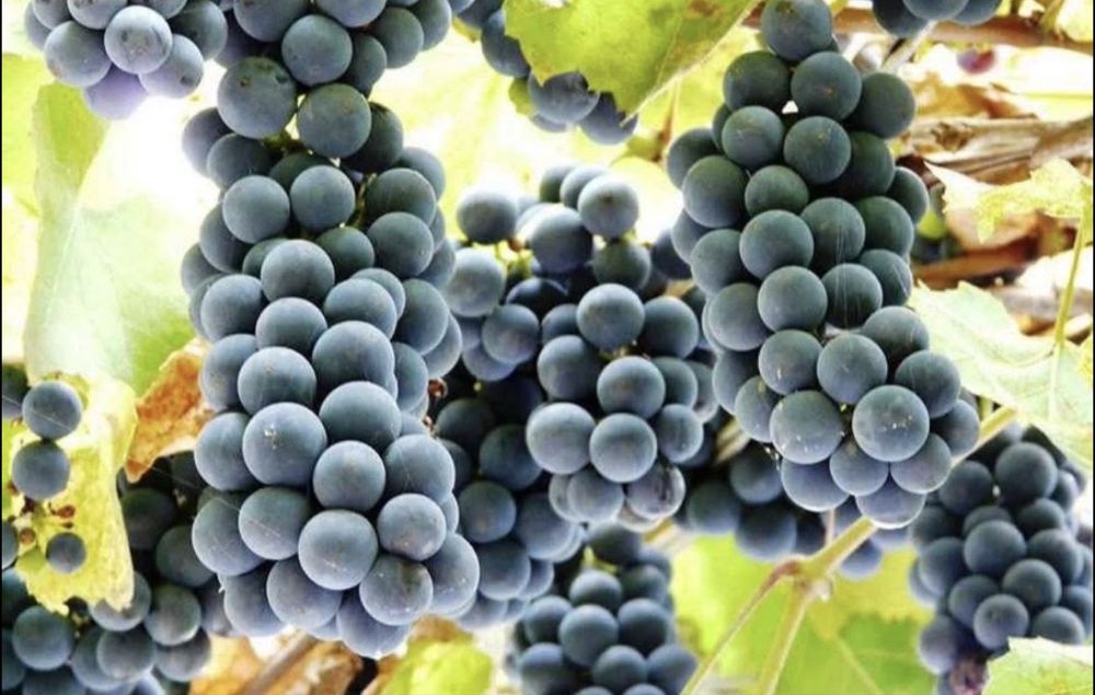 Struguri de vin
