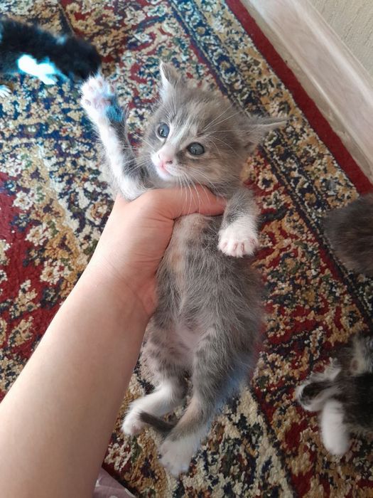 Котёнок 3шт