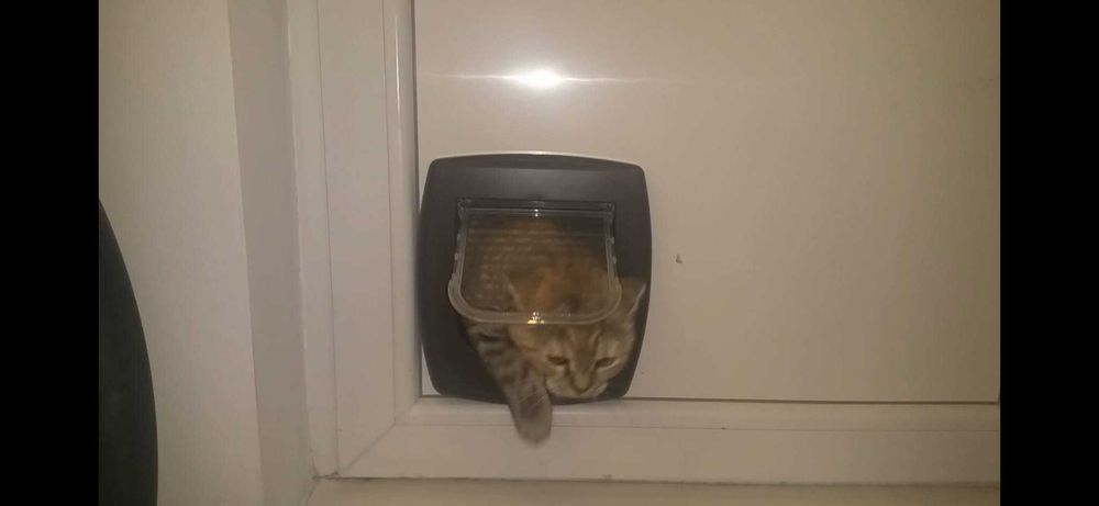 Usa pentru pisici sau caini mici