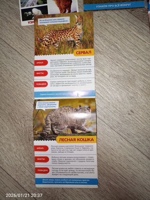 Мини-энциклопедия для детей