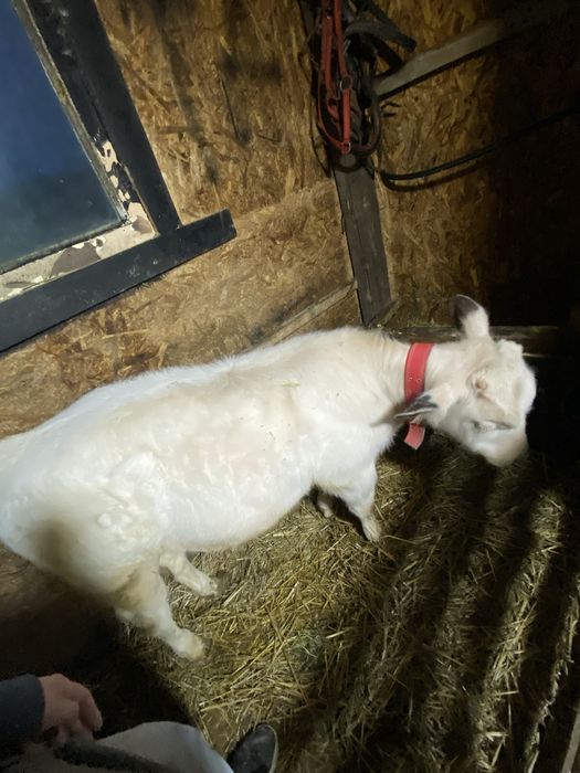 Vand tauras de 3 luni