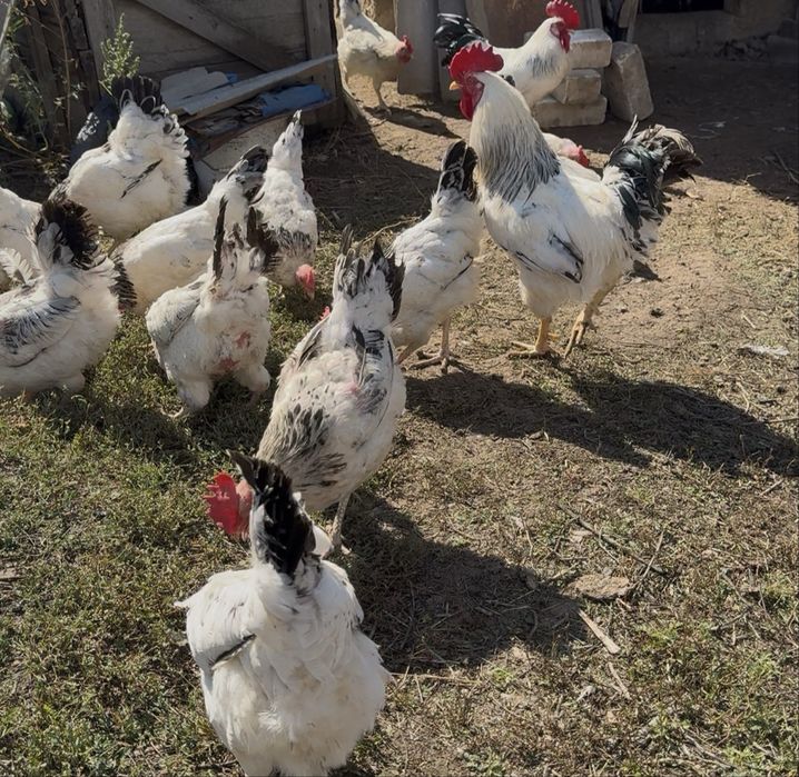 Продам куриц петухов цыплят