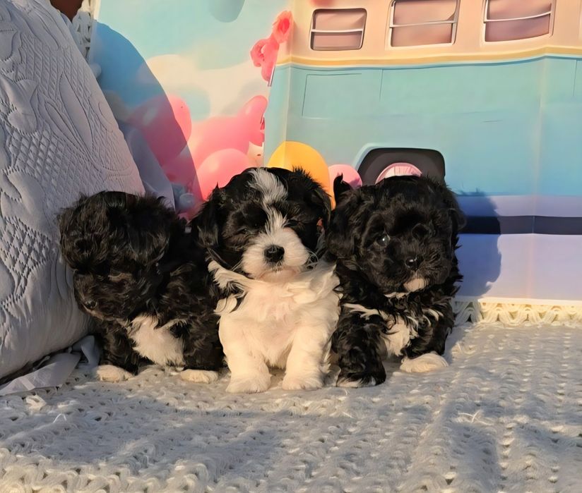 Малтипу /малтийска болонка и пудел тийкъп/