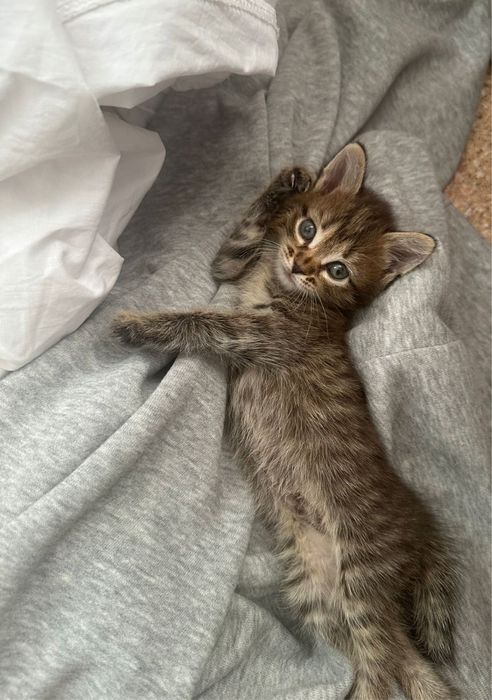 котята мальчики в хорошие руки