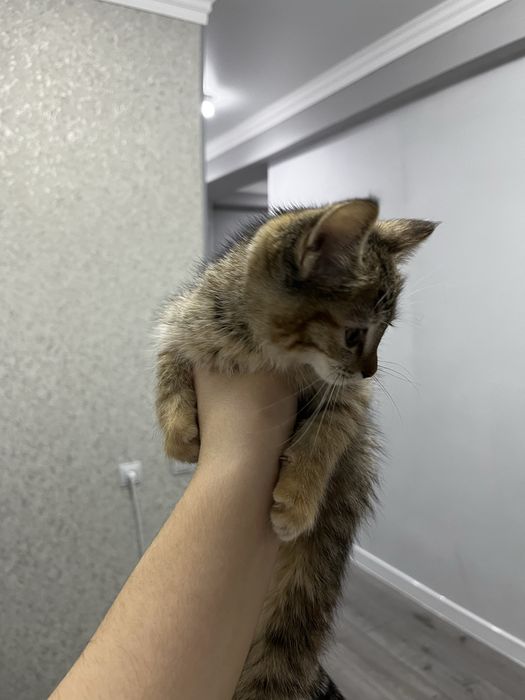 Отдав в хорошие руки двух котят