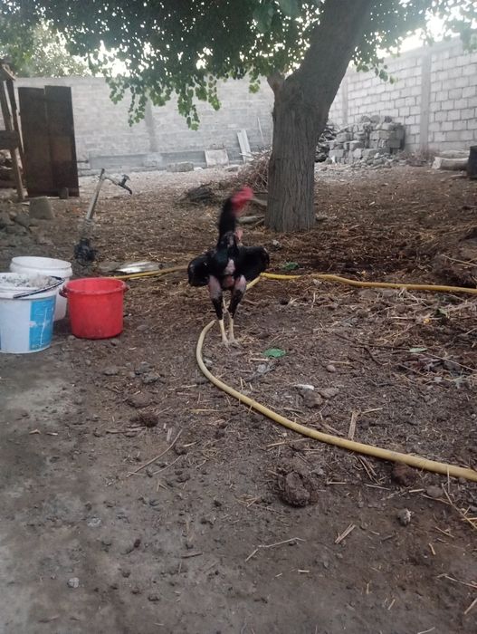 Жужалар сотилади