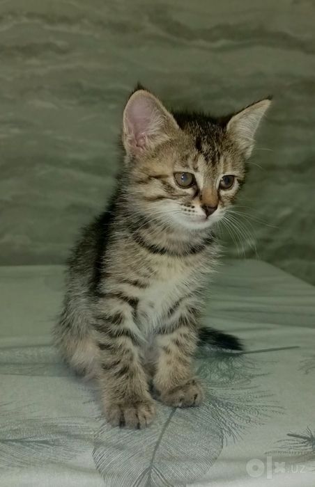 Котянок ищет дом! Отдадим бесплатно в хорошие руки!