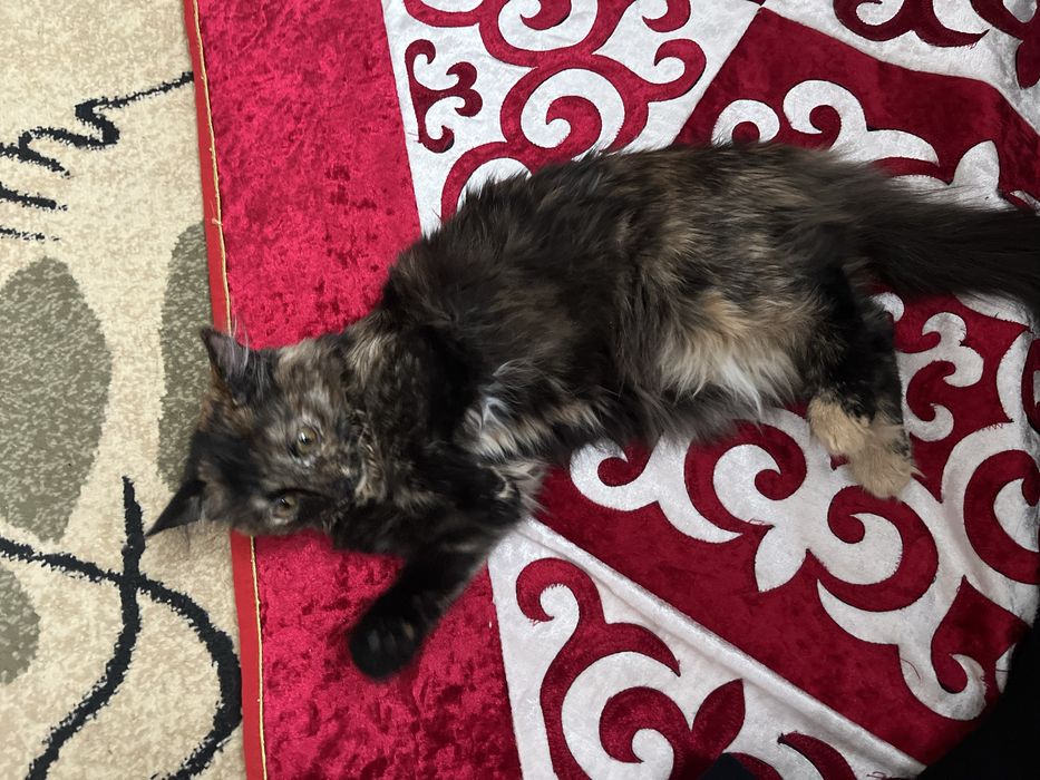 Отдам даром котянка хорошие руки