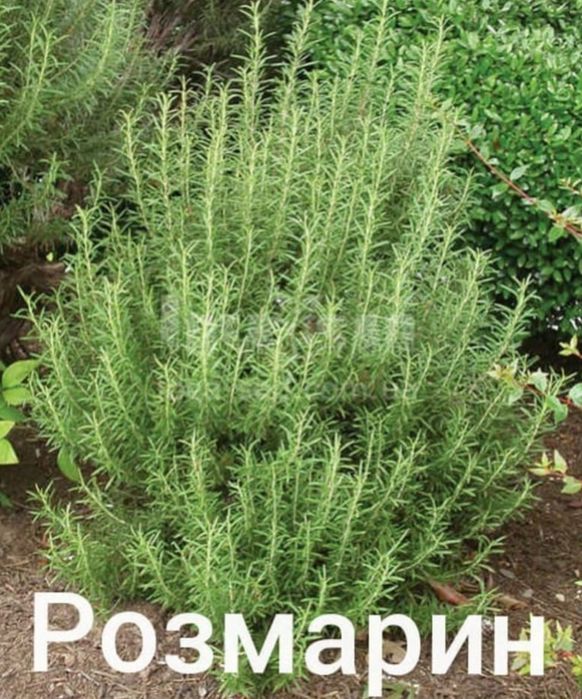 Розмарин -греческая приправа