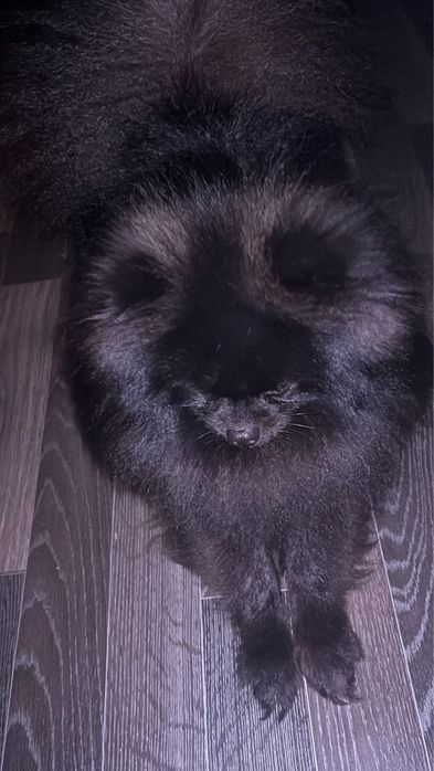 Ищу сучку для вязки