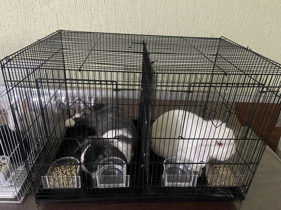 Продам Пару Мини Лоп