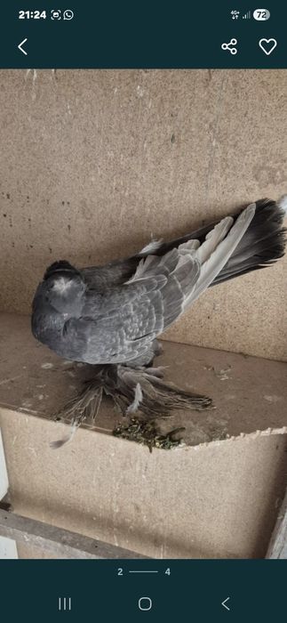 Ореховая голубка