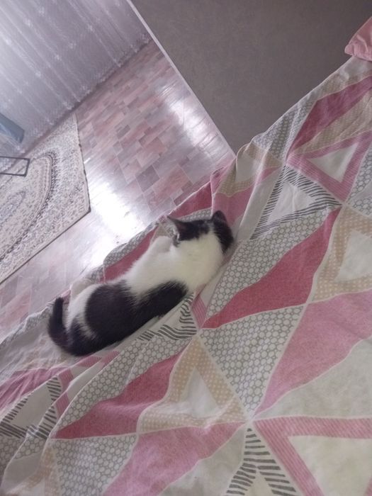 Отдам Котёнка  даром