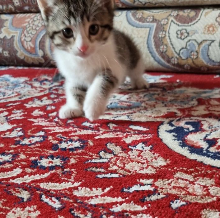 o'rgatilgan mushukcha