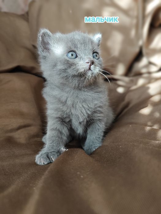 Британские котята