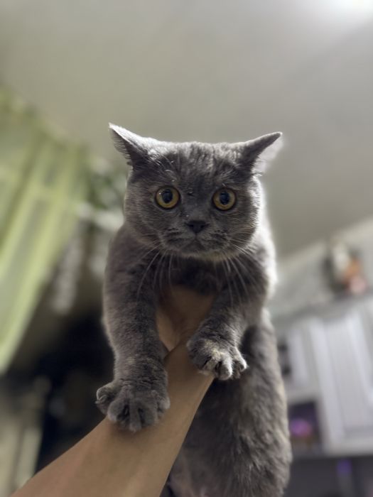 Продаются котята