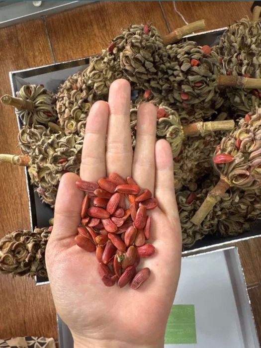 Семена Магнолии- Магнолия уруғлари (Редкое декоративное дерево)