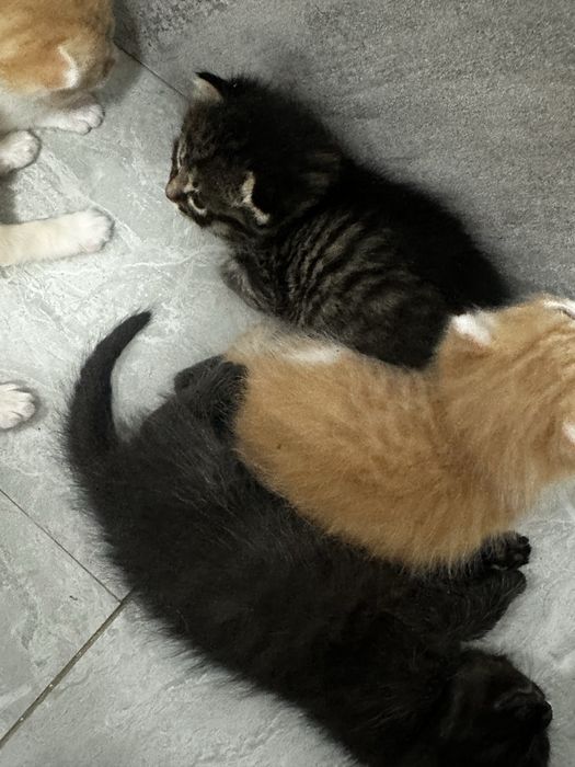 отдам котят в добрые, хорошие руки