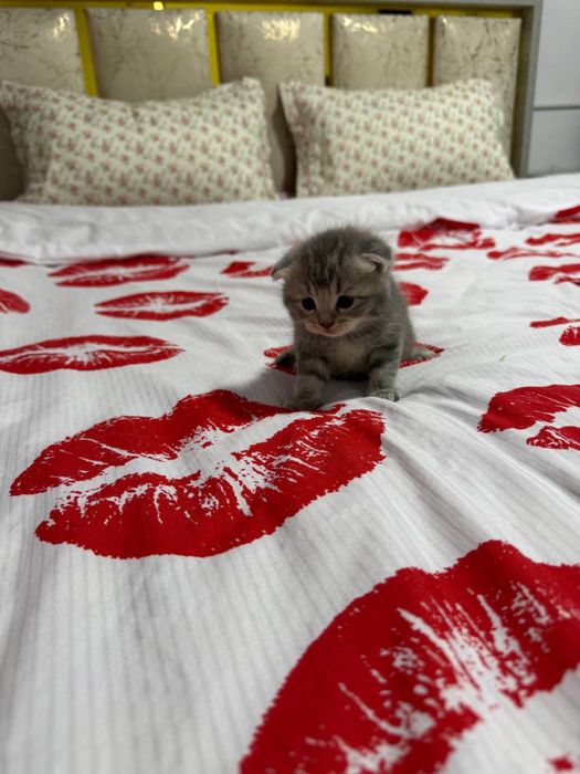 Продам котят шотланской породы