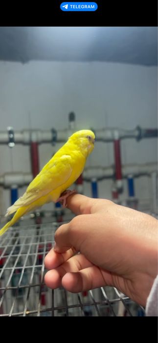 Сотилади РУЧНОЙ! Пара волнистый попугайлар чукимайди зор пара тайор