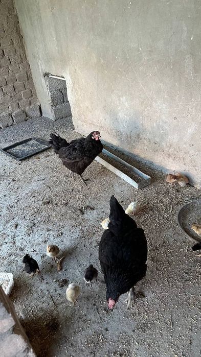 Tovuqla sotiladi tuxum qoyadi xammasi braklari yoq