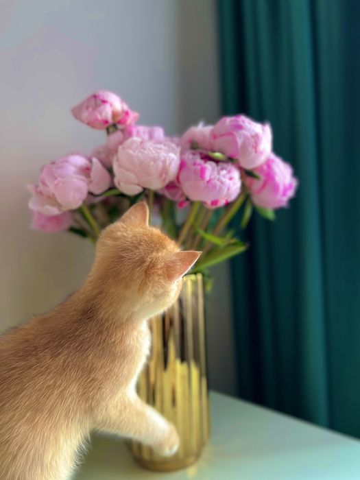 коТики и КошеЧки БриТансКие.