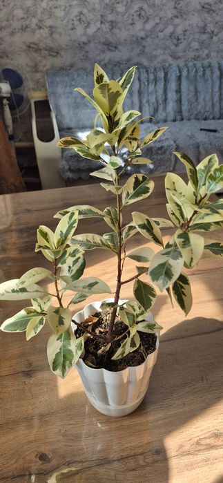 Фикус ретуза альбомаргината