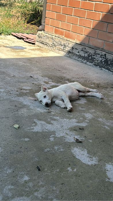 Щенок сао 02.05.26 ( девочка )