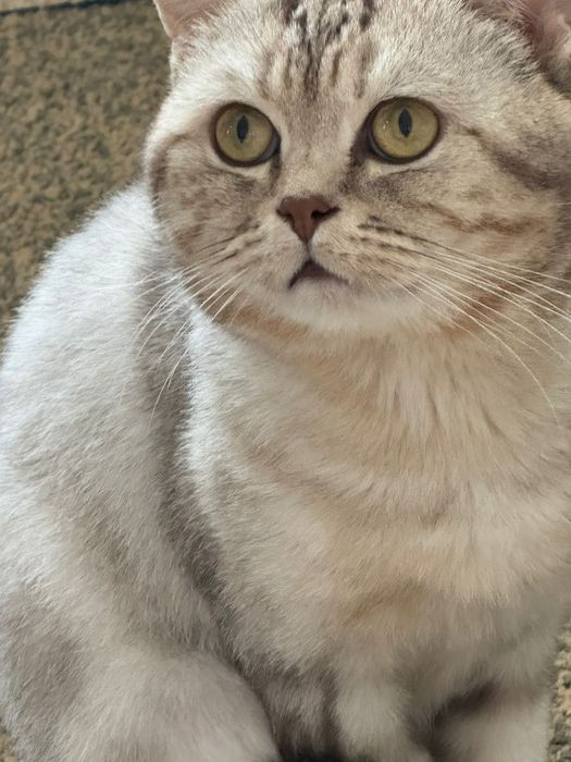 Котята шотландские вислоухие